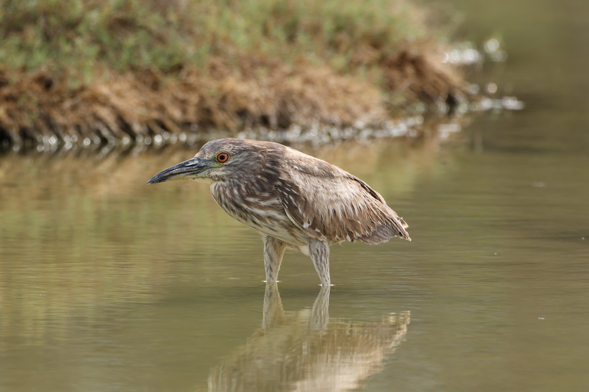 Кваква - ML647814736