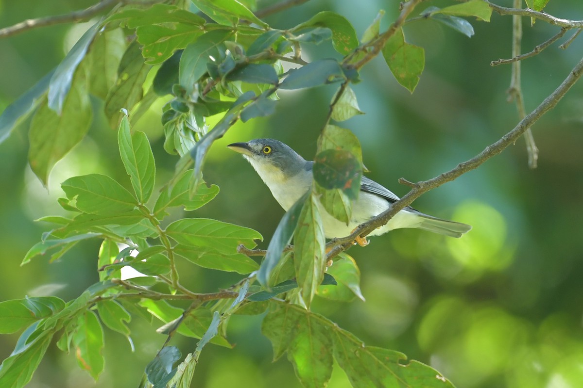 Черношапочная танагра - ML647814737