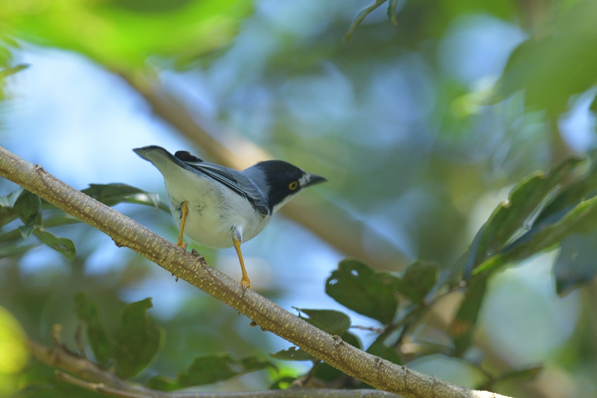 Черношапочная танагра - ML647814738