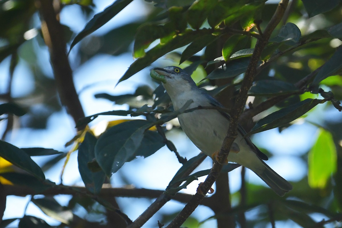 Черношапочная танагра - ML647814739