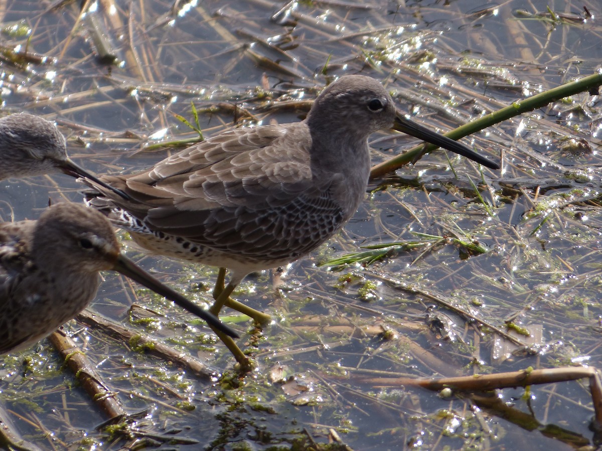 Американский бекасовидный веретенник - ML647814741