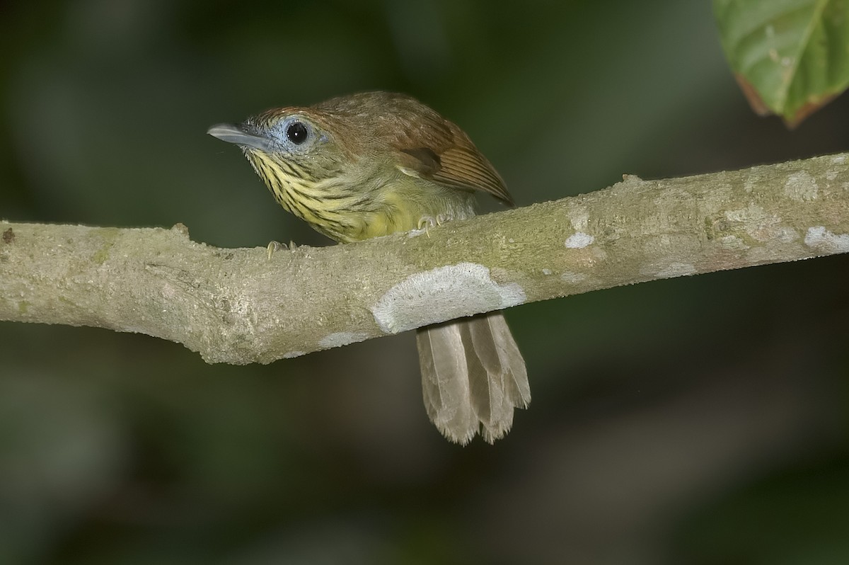Pin-striped Tit-Babbler - ML647814749