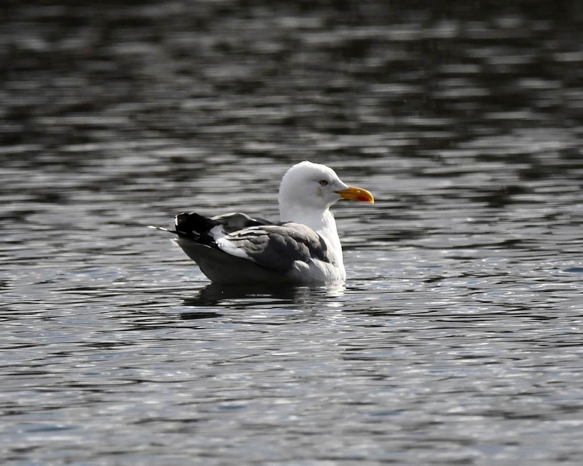 Lesser Black-backed Gull - ML647814750
