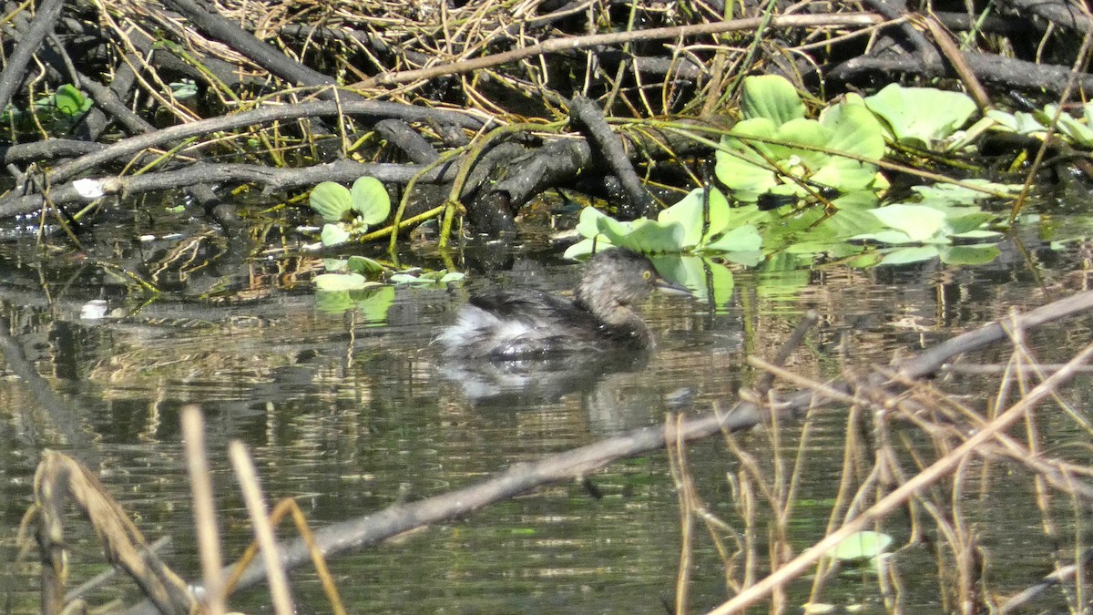 Least Grebe - ML647814751