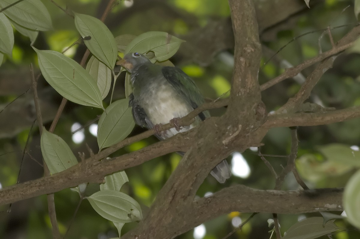 Jambu Fruit-Dove - ML647814755