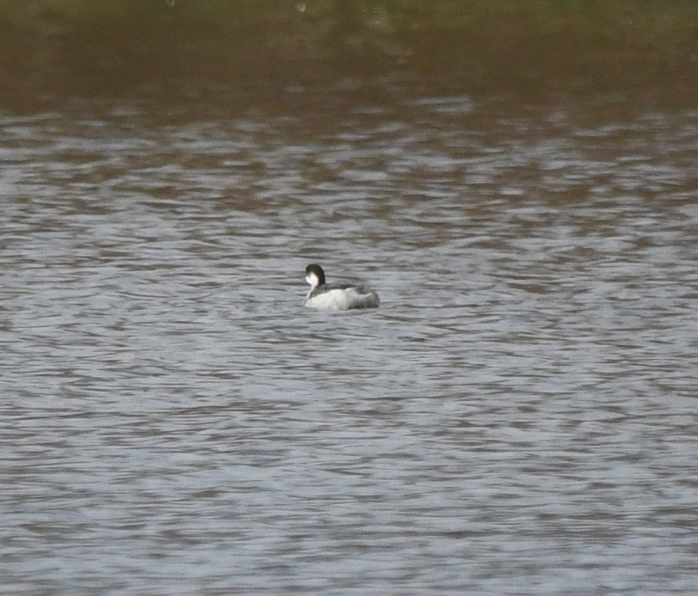 Grèbe à cou noir - ML647814771