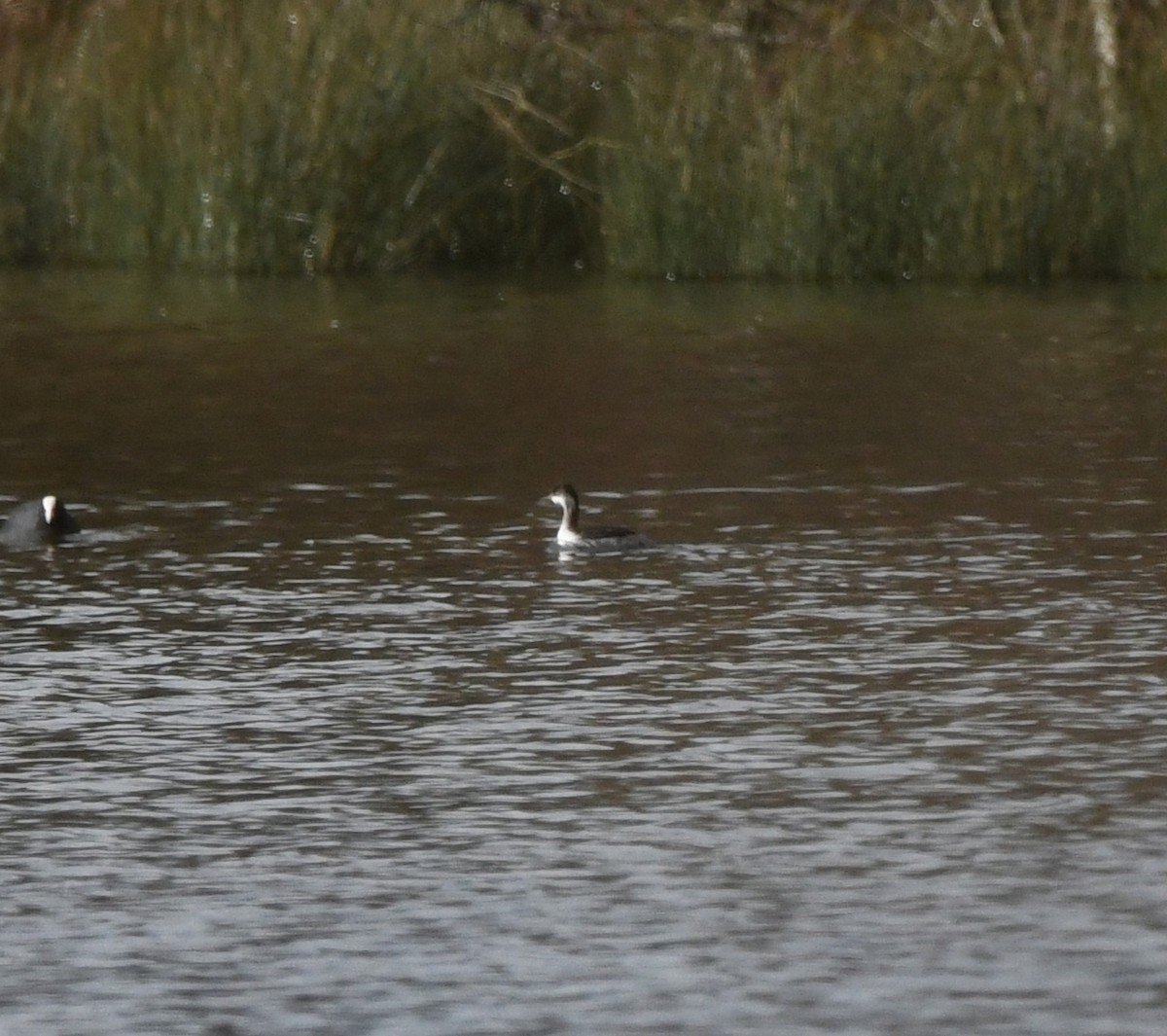 Grèbe à cou noir - ML647814772