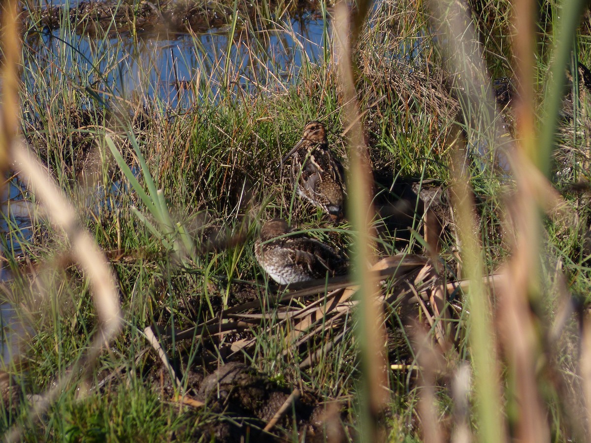 Wilson's Snipe - ML647814775