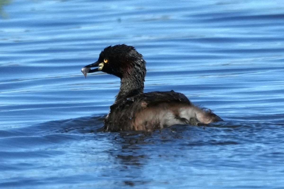 Australasian Grebe - ML647814784