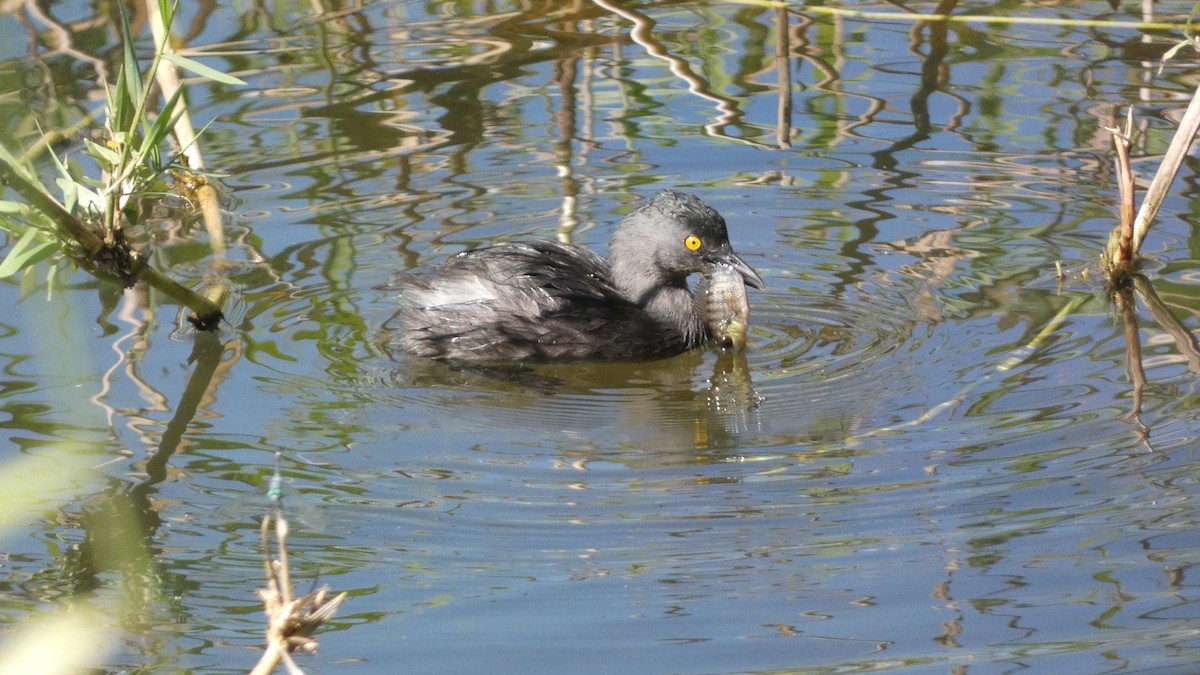 Least Grebe - ML647814790
