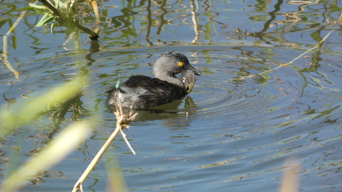 Least Grebe - ML647814791