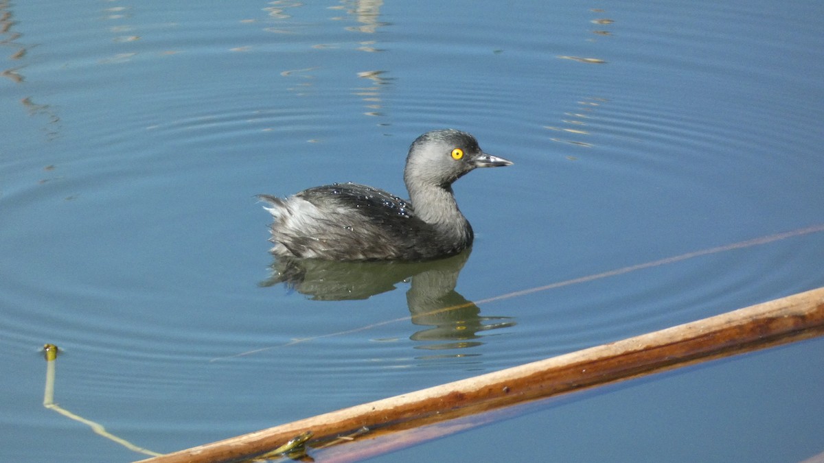 Least Grebe - ML647814792