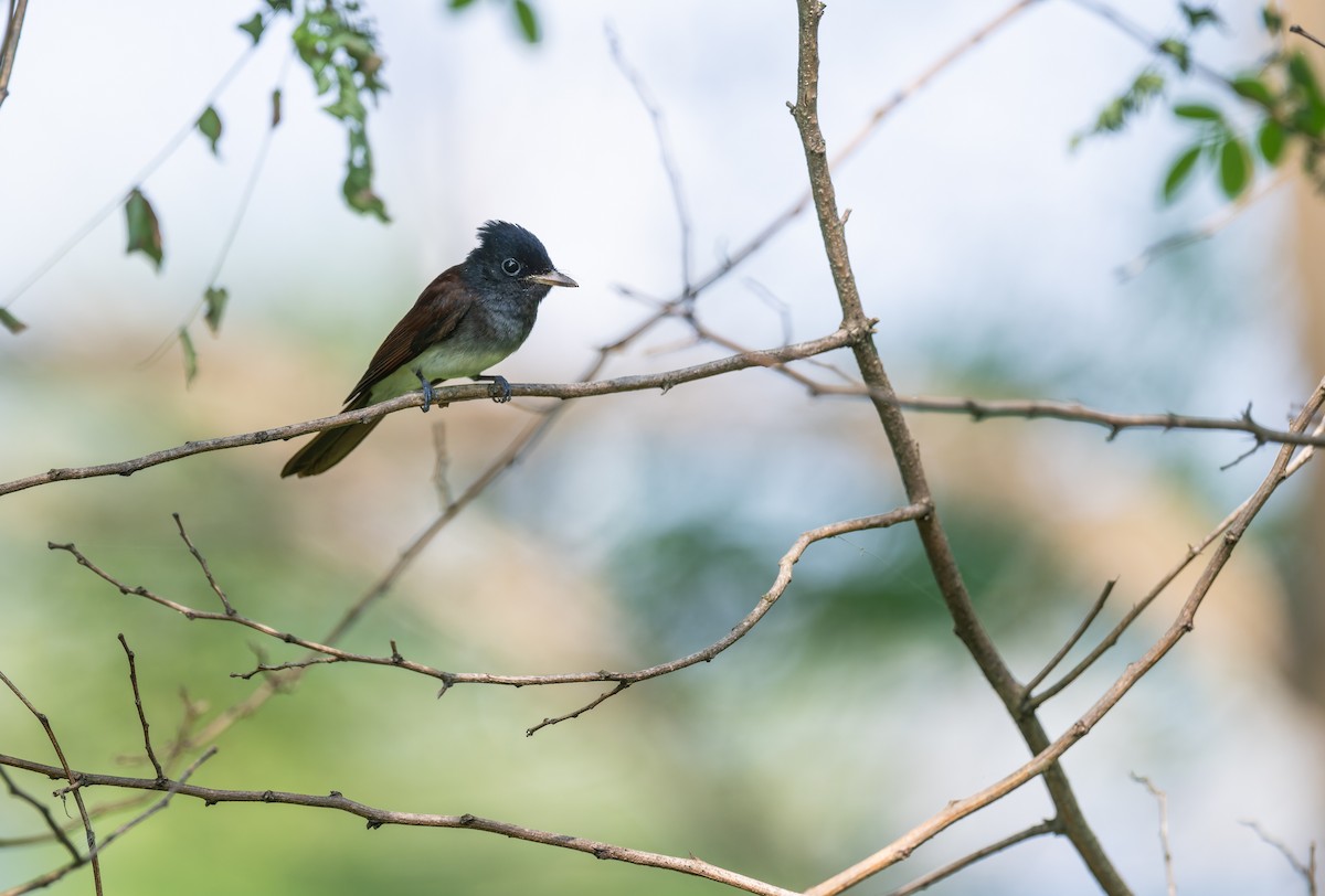 Siyah Japon Monarkı - ML647814803