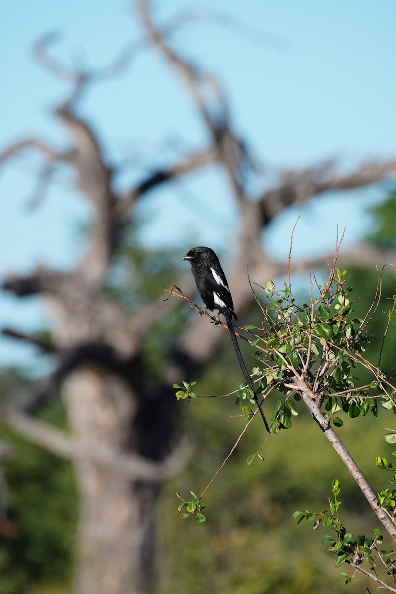 Magpie Shrike - ML647814806