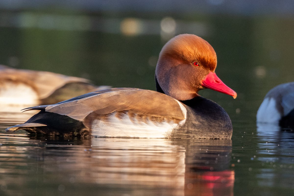 Red-crested Pochard - ML647814810