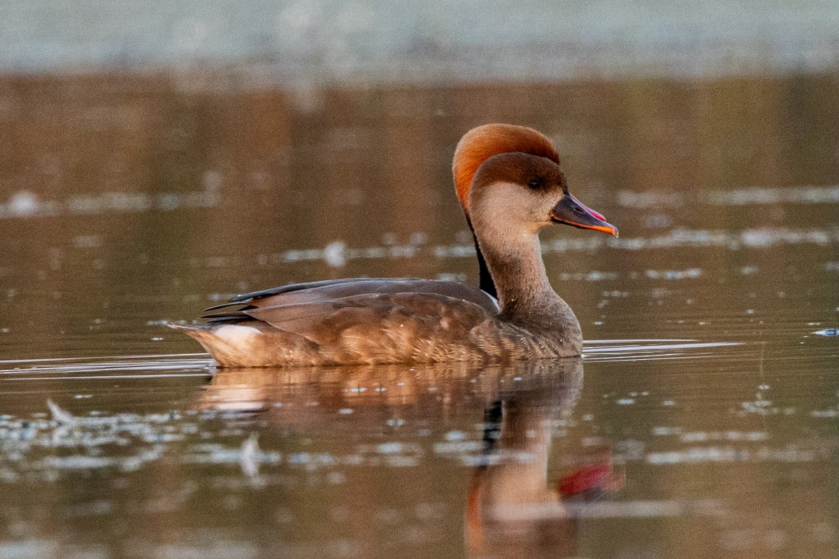 Red-crested Pochard - ML647814815