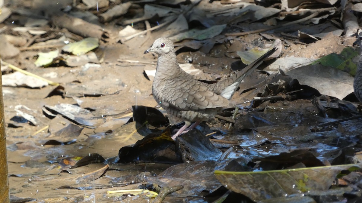 Inca Dove - ML647814816