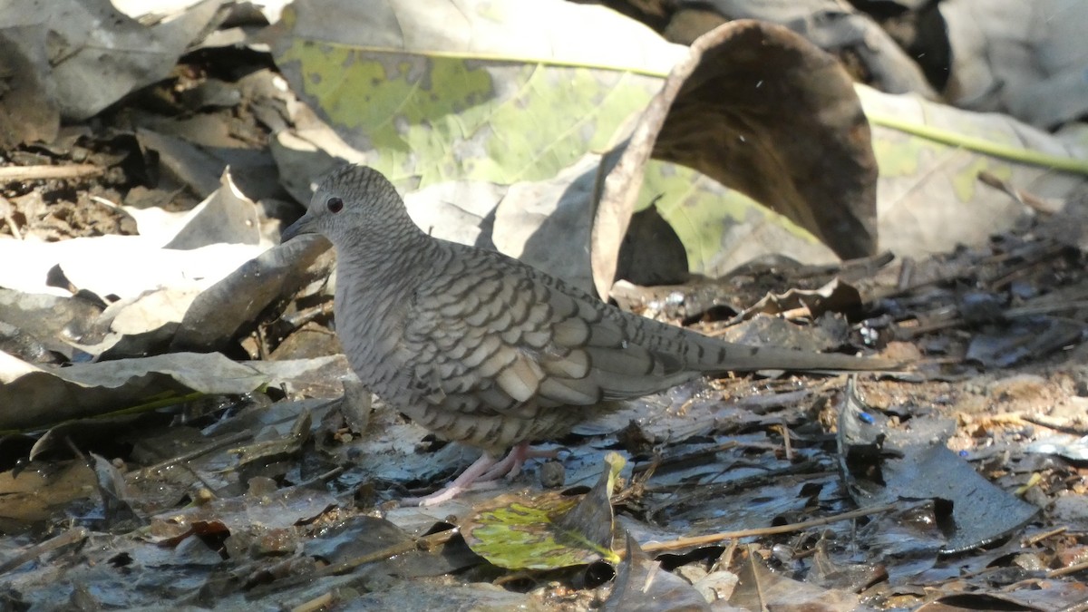 Inca Dove - ML647814818