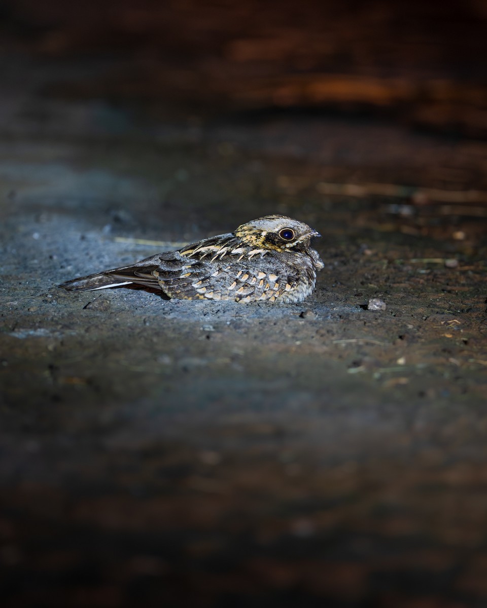 Indian Nightjar - ML647814819
