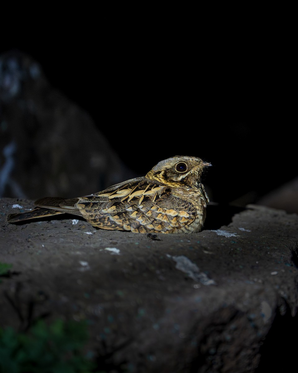 Indian Nightjar - ML647814820