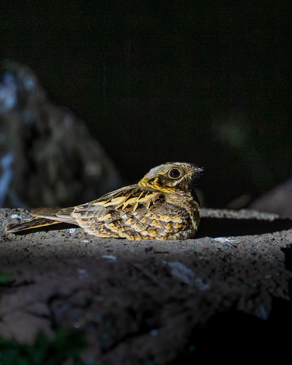 Indian Nightjar - ML647814821
