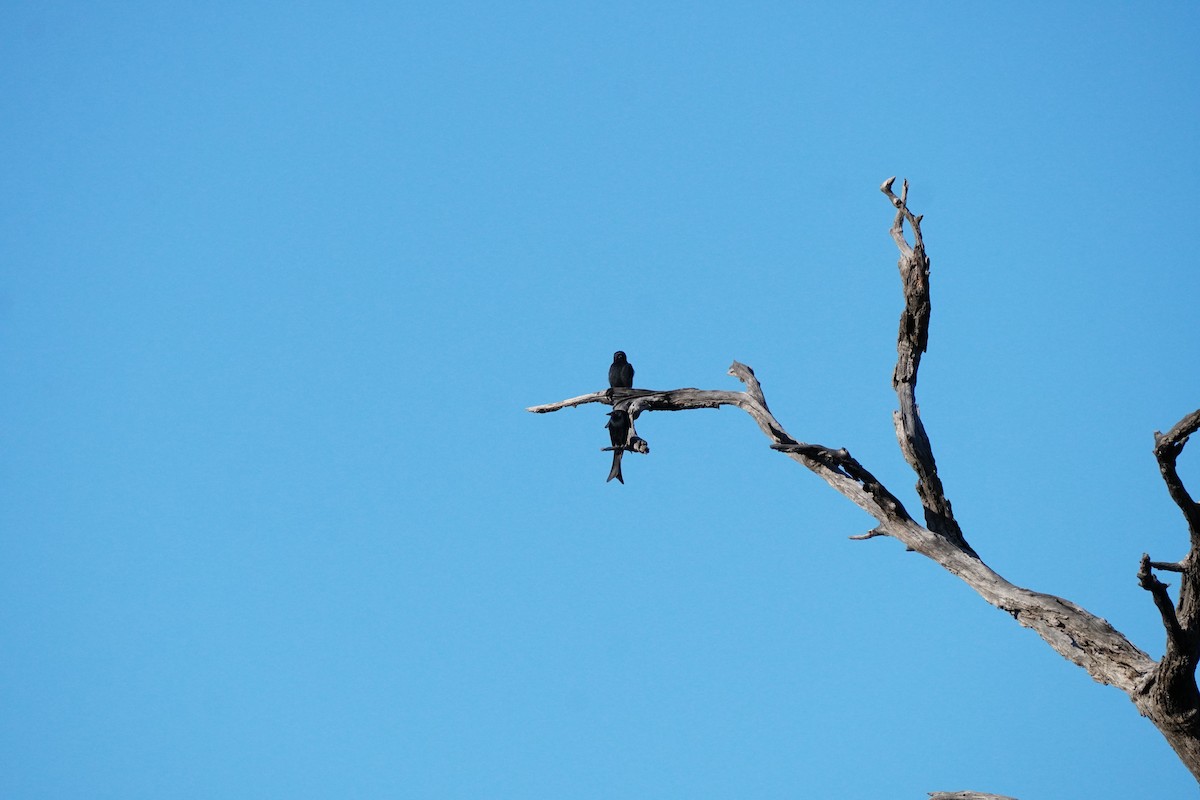 Fork-tailed Drongo - ML647814822