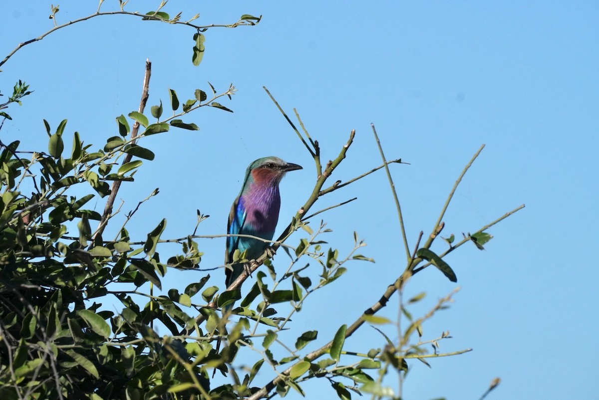 Lilac-breasted Roller - ML647814823