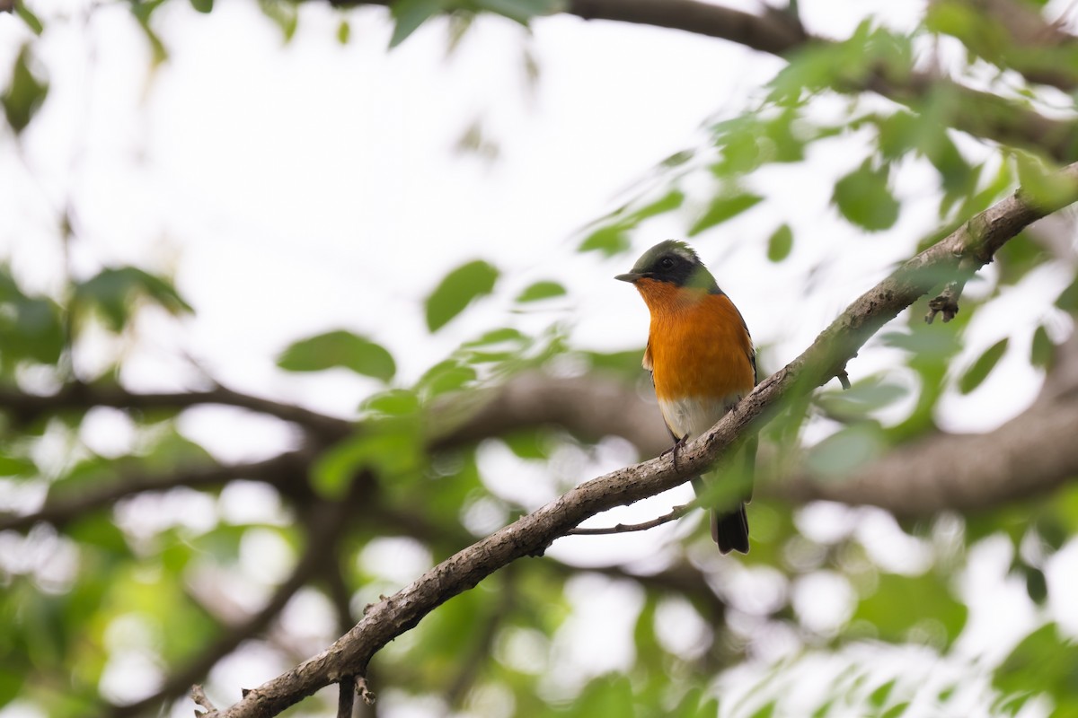 Mugimaki Flycatcher - ML647814824