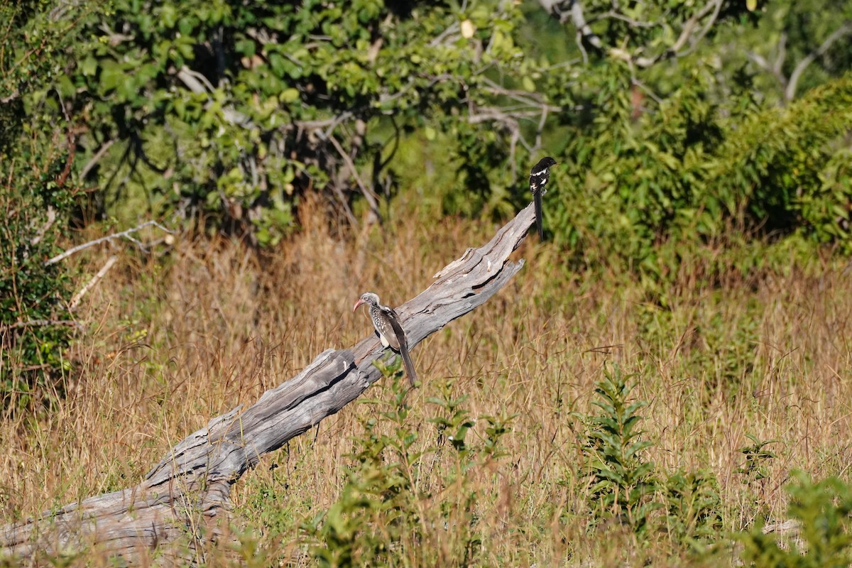Southern Red-billed Hornbill - ML647814826