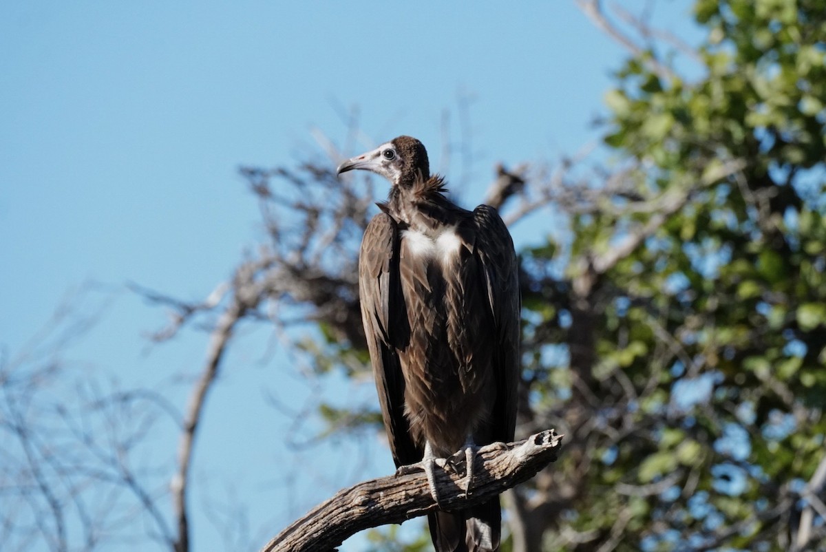 Hooded Vulture - ML647814827