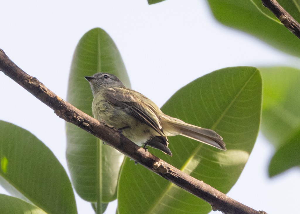 Yungas Tyrannulet - ML647814828
