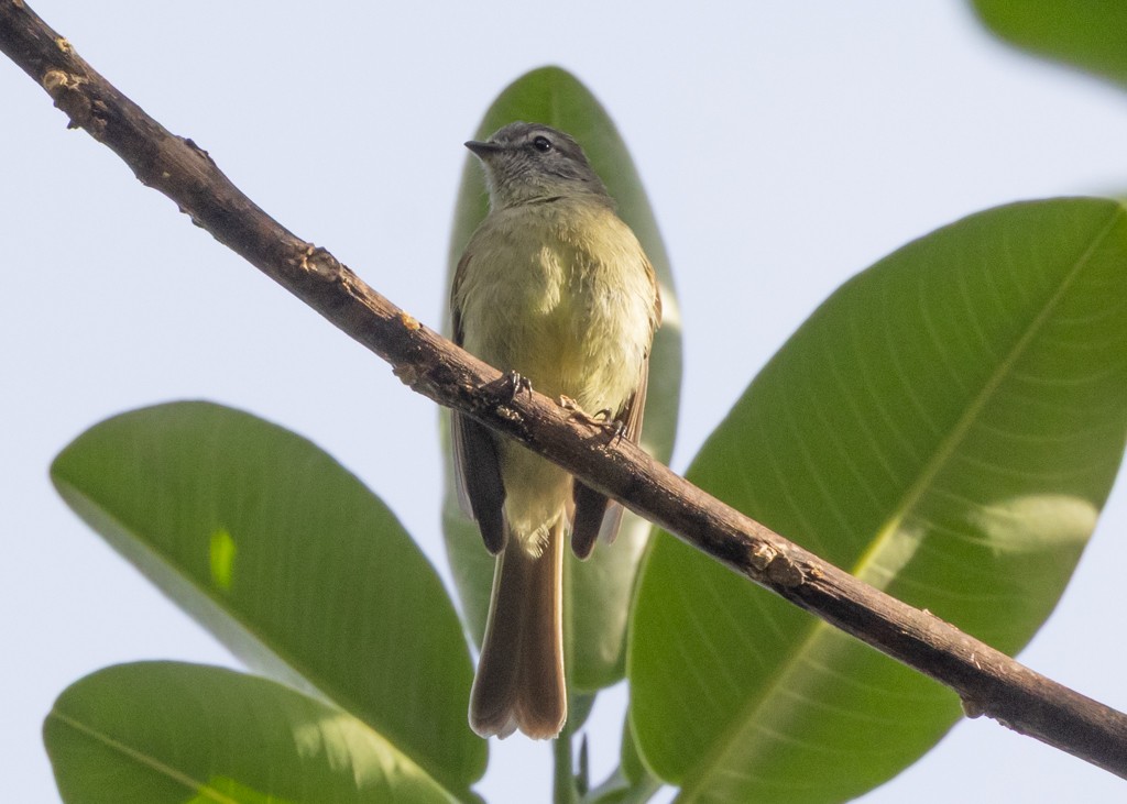 Yungas Tyrannulet - ML647814829