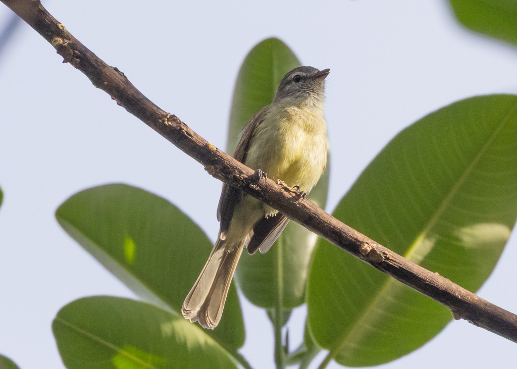 Yungas Tyrannulet - ML647814830