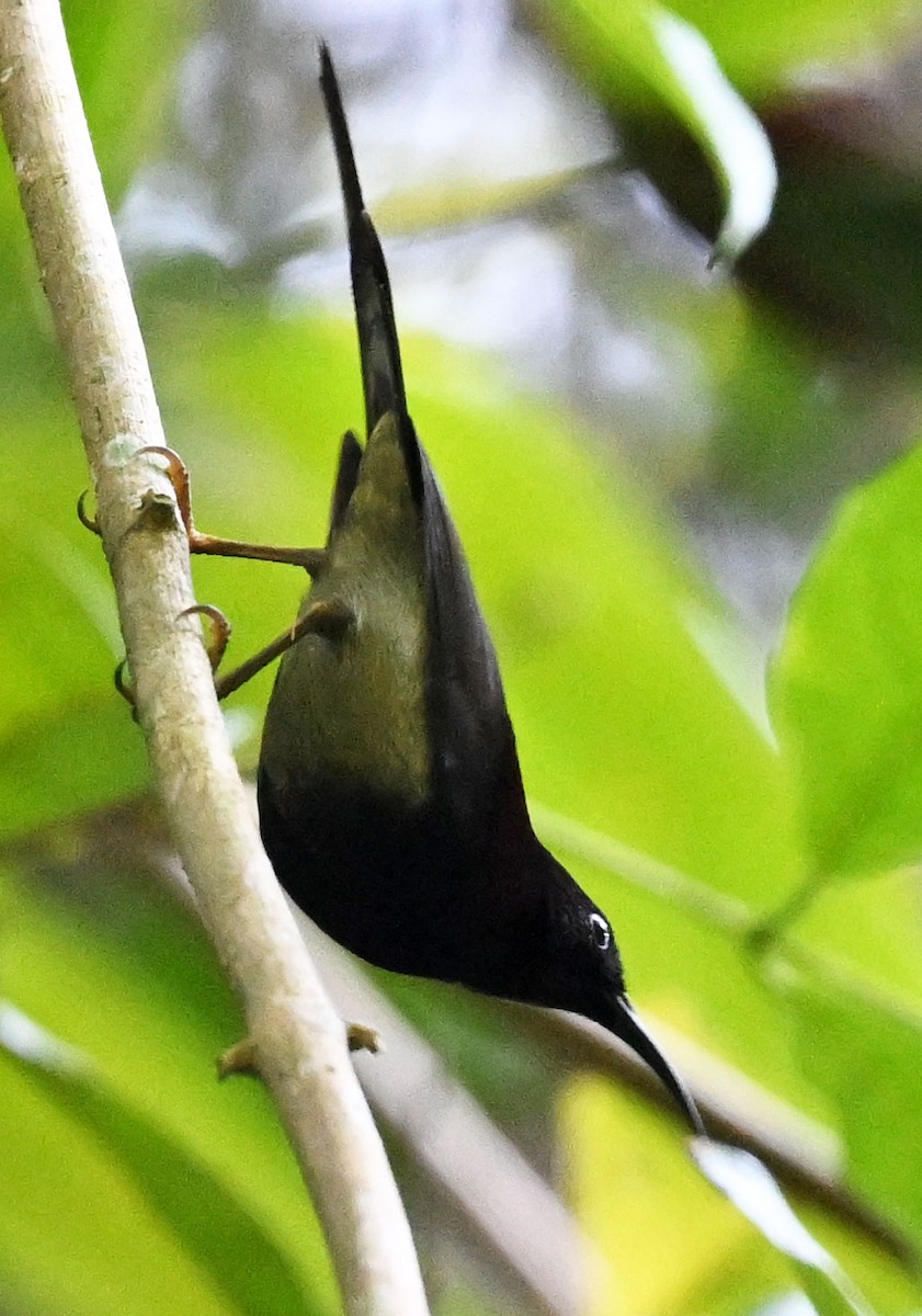 Black-throated Sunbird - ML647814833