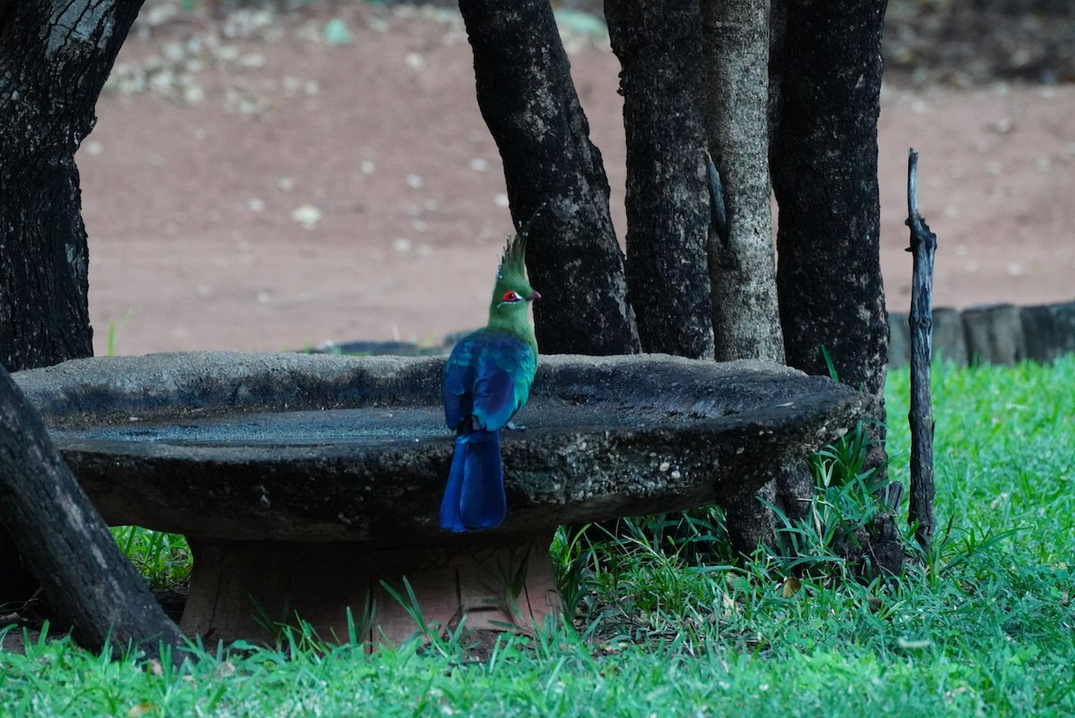 Schalow's Turaco - ML647814834