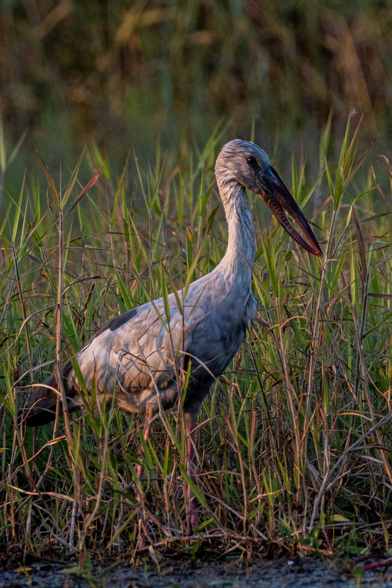 Asian Openbill - ML647814837