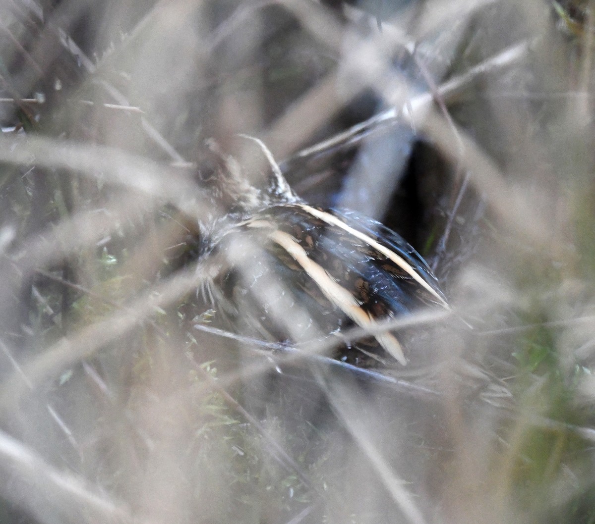 Jack Snipe - ML647814838