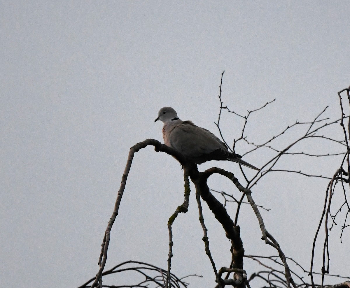 Eurasian Collared-Dove - ML647814839