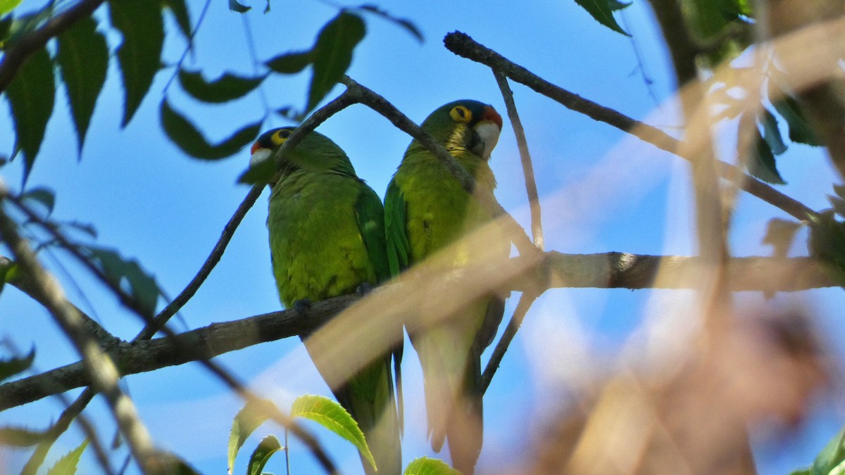 Orange-fronted Parakeet - ML647814840