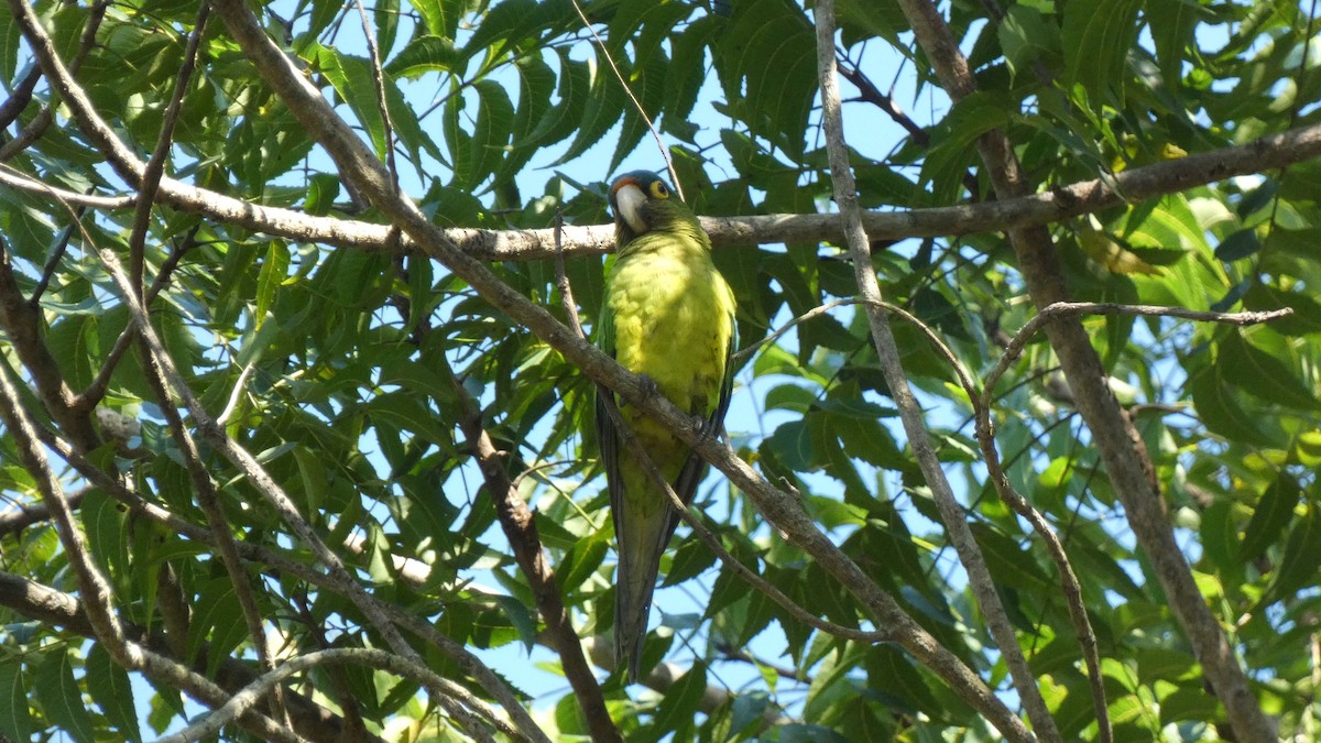 Orange-fronted Parakeet - ML647814841