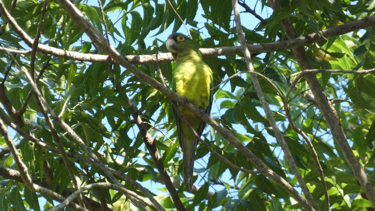 Orange-fronted Parakeet - ML647814842