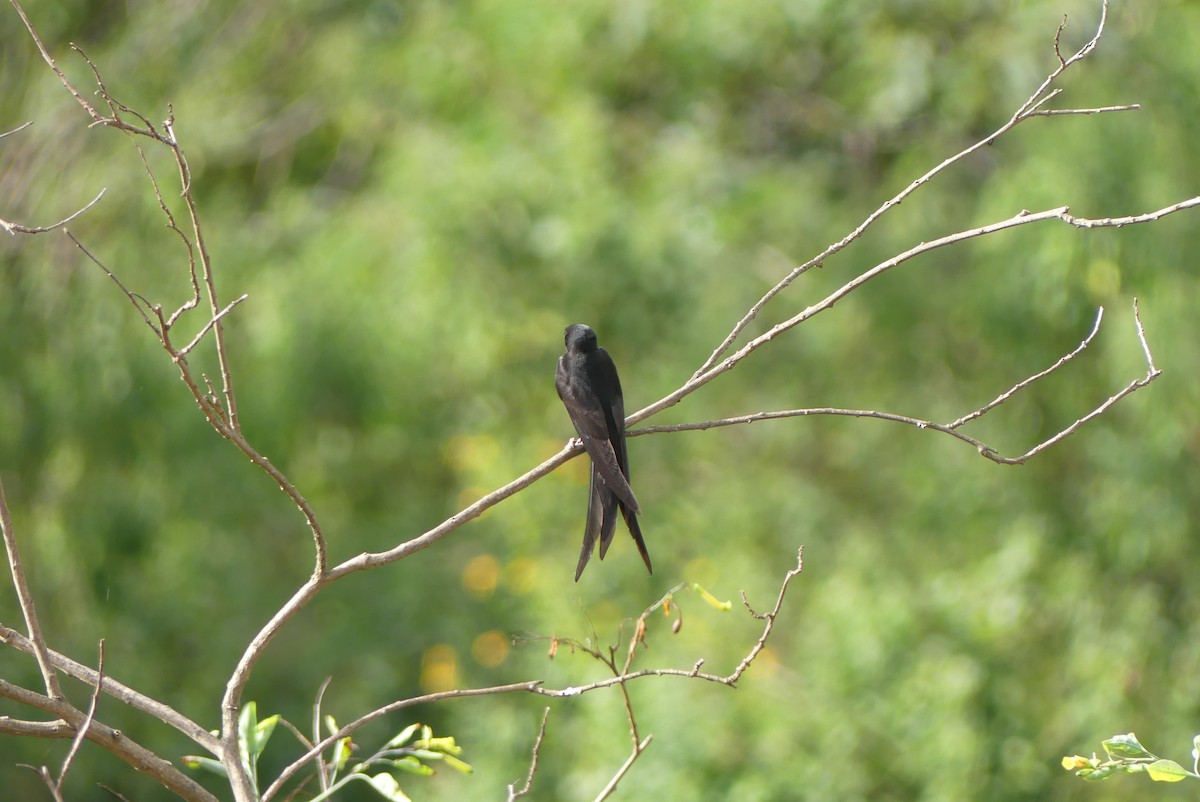 Black Sawwing - ML647814843