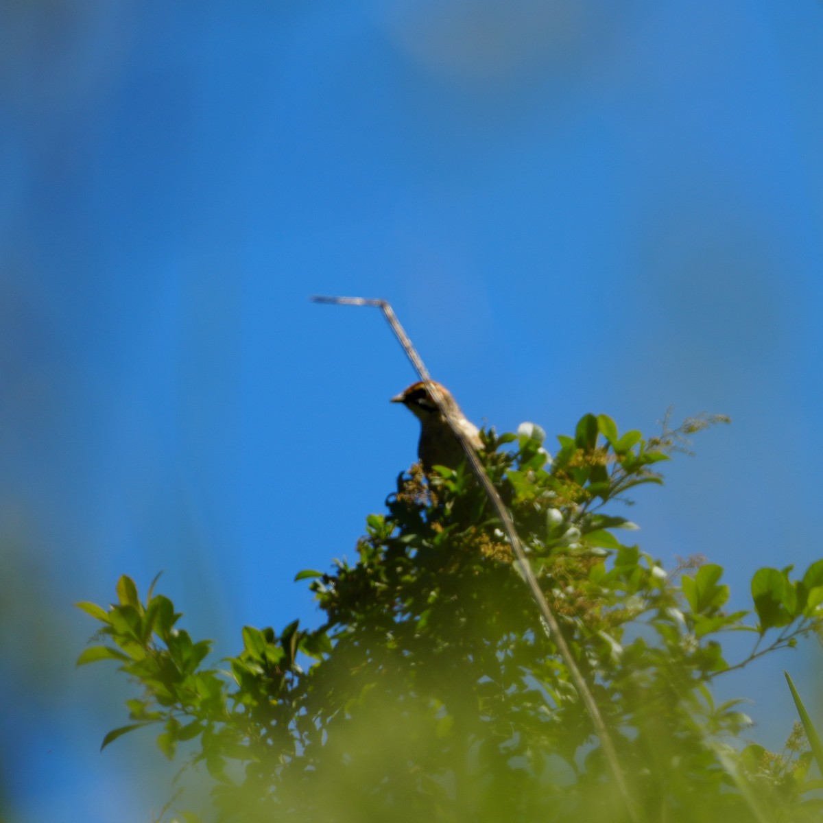 Cape Grassbird - ML647814847
