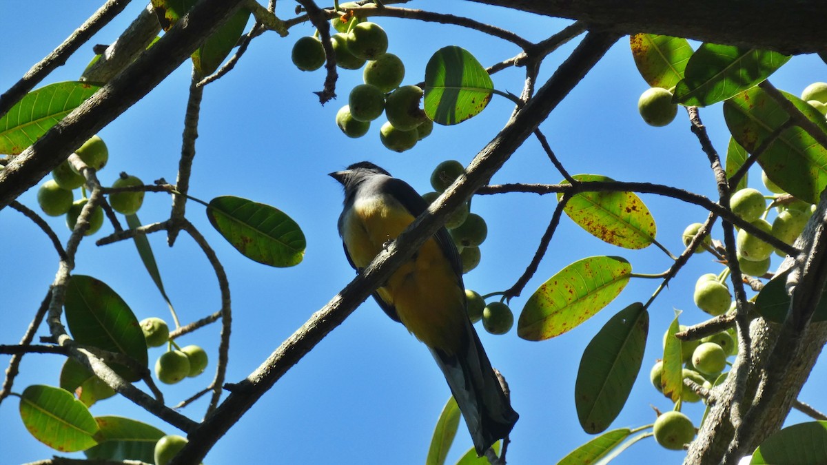 Citreoline Trogon - ML647814849