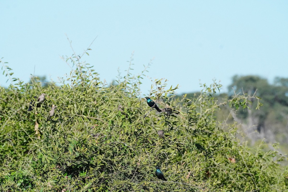 Greater Blue-eared Starling - ML647814862