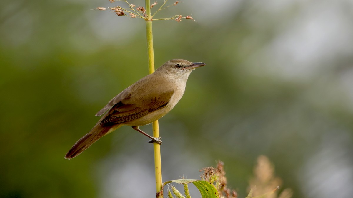 קנית אפריקנית - ML647814866