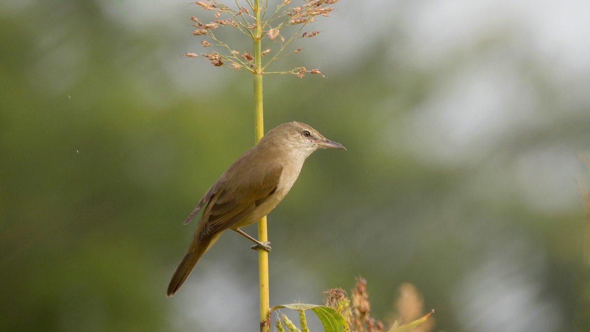 קנית אפריקנית - ML647814900