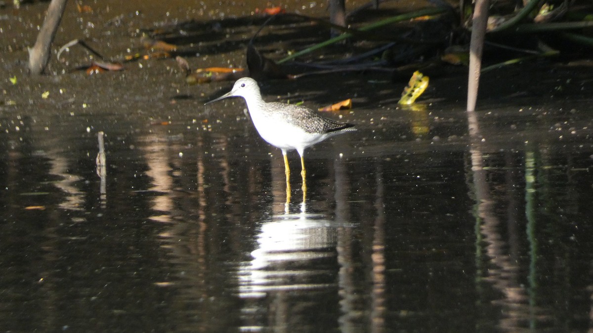 Greater Yellowlegs - ML647814904
