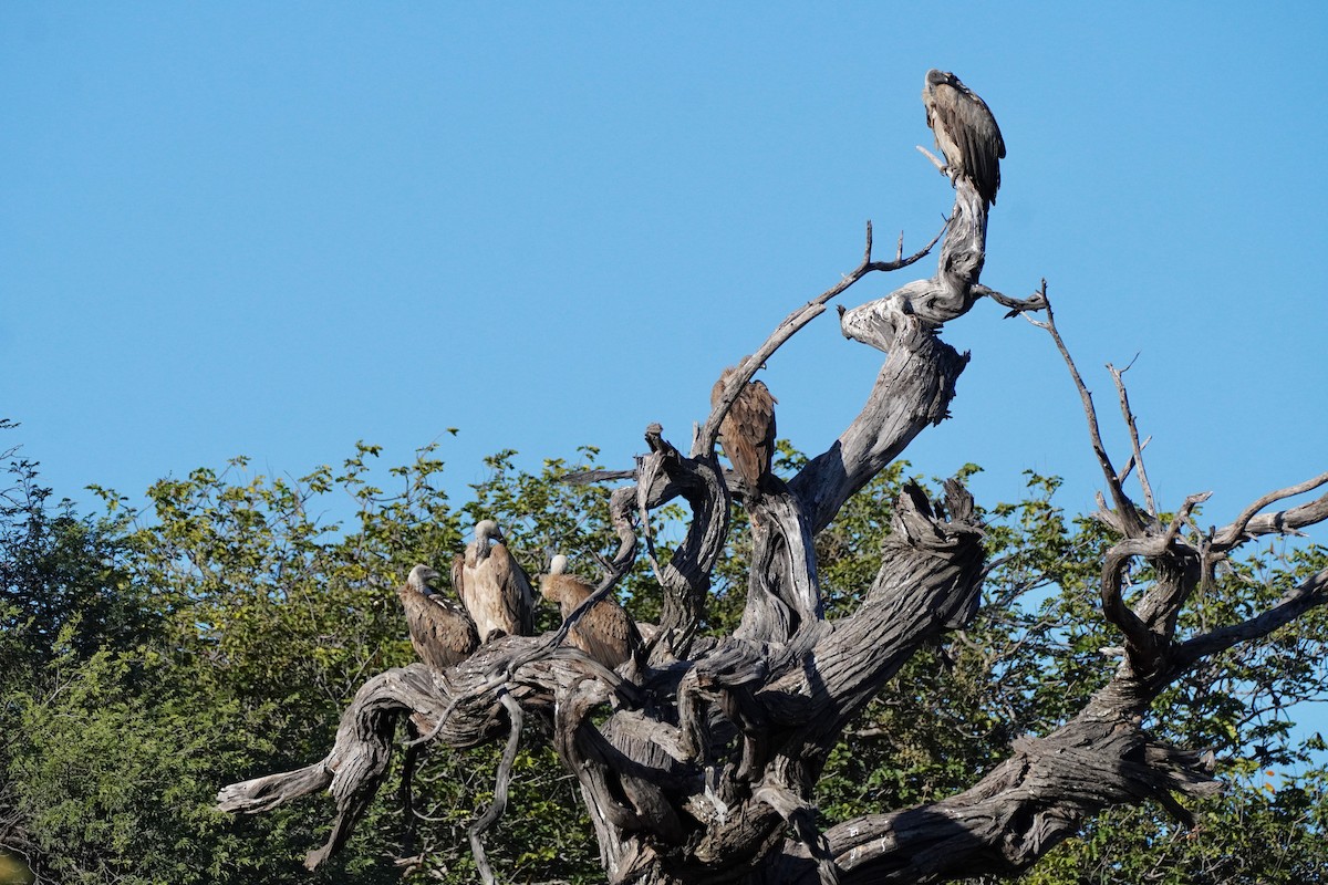 Ak Sırtlı Akbaba - ML647814907