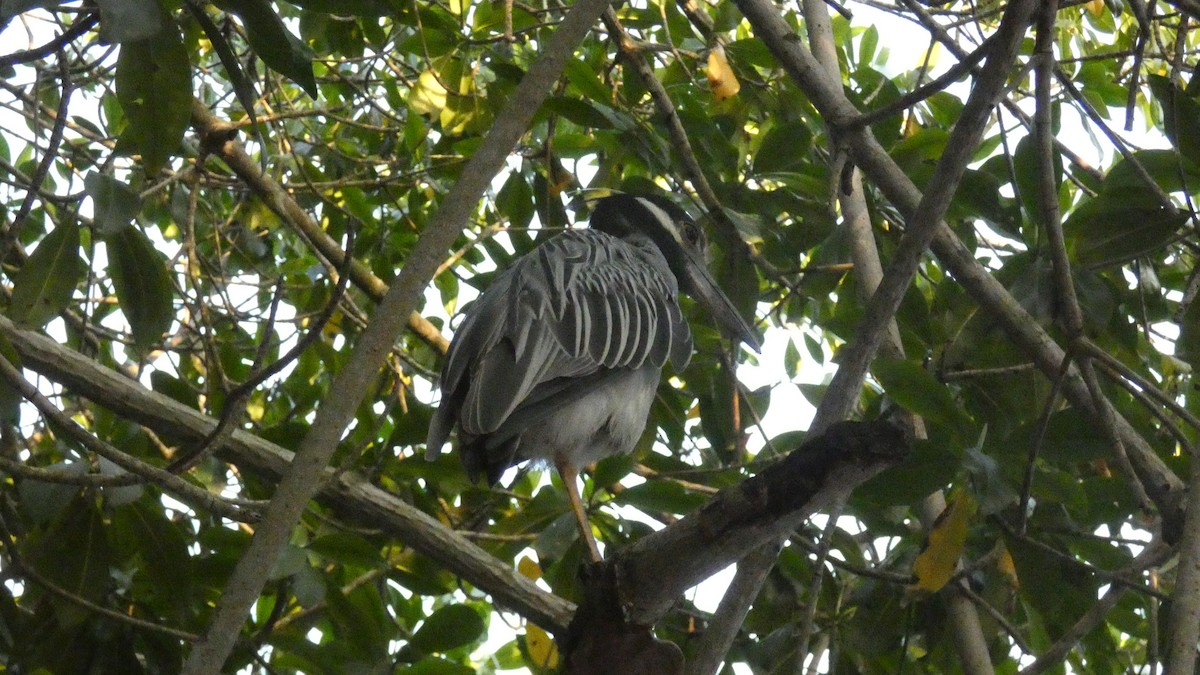אנפת לילה צהובת-כיפה - ML647814923